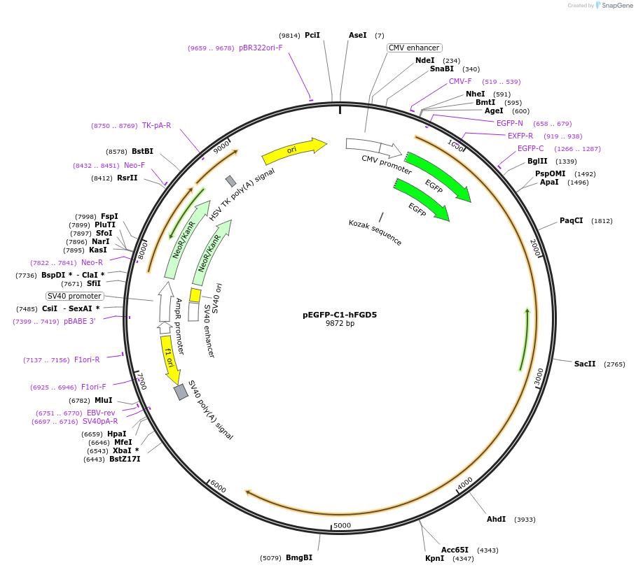 50760-plasmid-map-sequence-id-76125