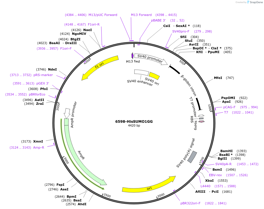 13376-plasmid-map-sequence-id-7614