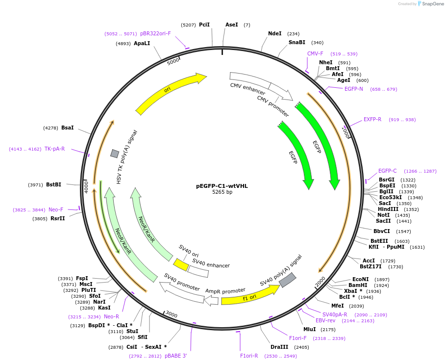 13390-plasmid-map-sequence-id-7616