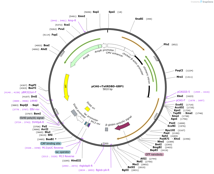 50791-plasmid-map-sequence-id-76195