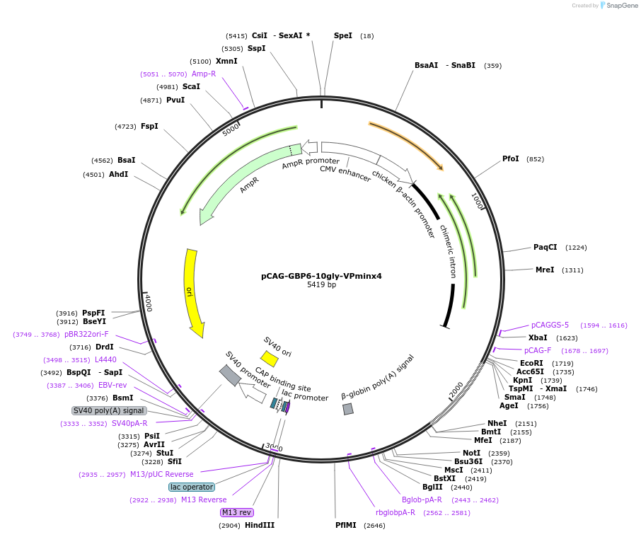 50796-plasmid-map-sequence-id-76197