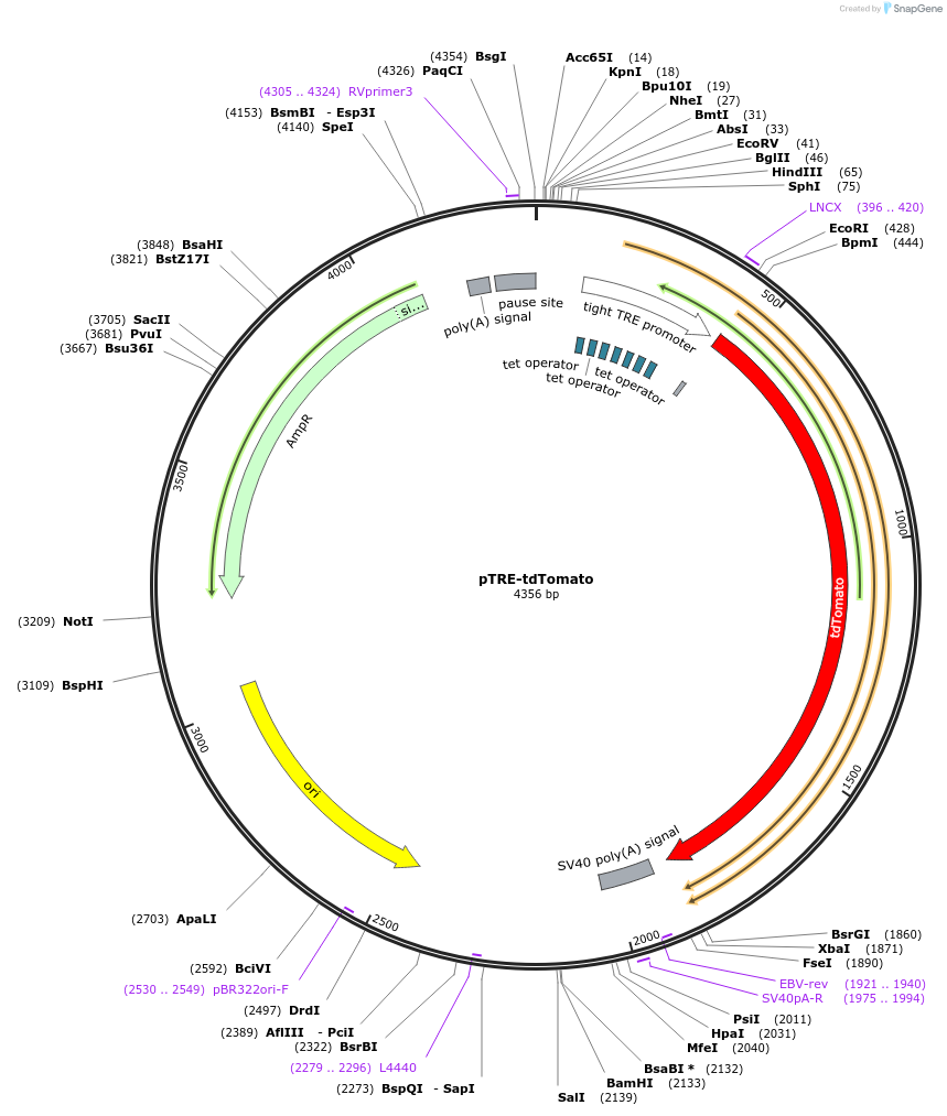 50798-plasmid-map-sequence-id-76199