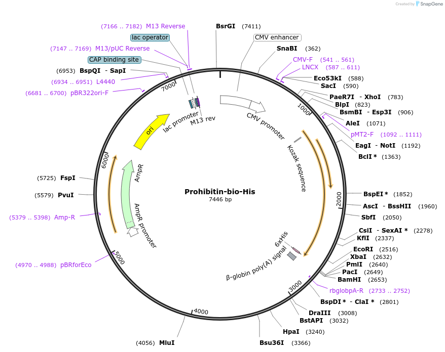 50800-plasmid-map-sequence-id-76200