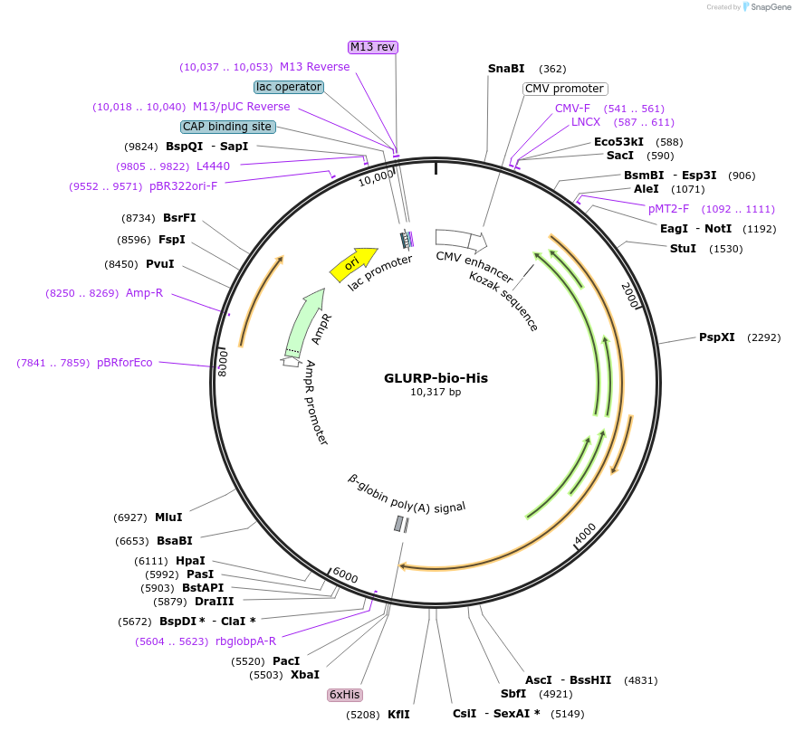 50802-plasmid-map-sequence-id-76202