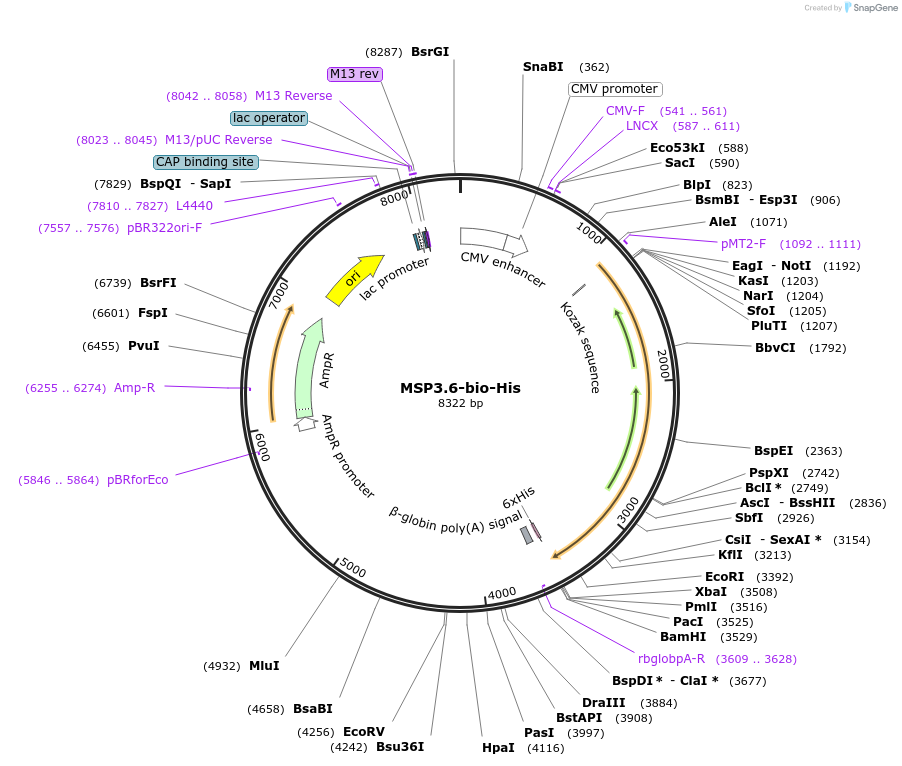 50804-plasmid-map-sequence-id-76204