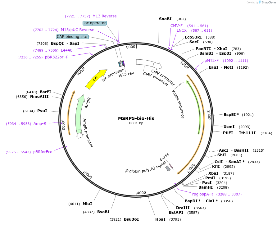 50805-plasmid-map-sequence-id-76205