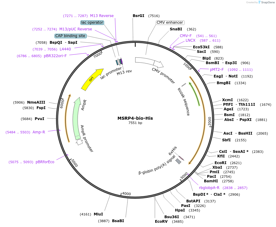 50806-plasmid-map-sequence-id-76206