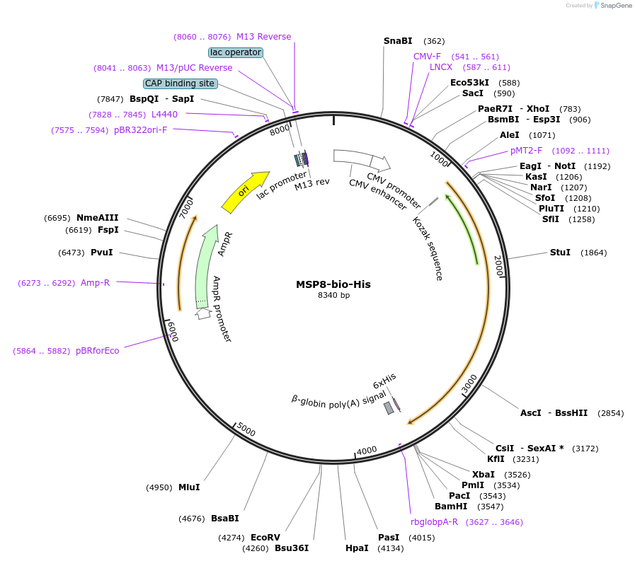 50807-plasmid-map-sequence-id-76207