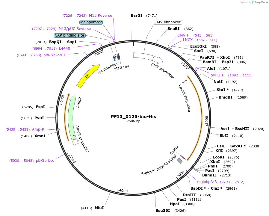 50808-plasmid-map-sequence-id-76209