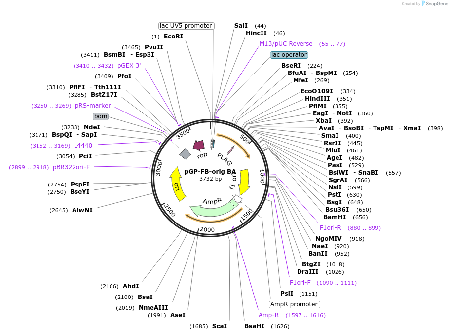 13420-plasmid-map-sequence-id-7621