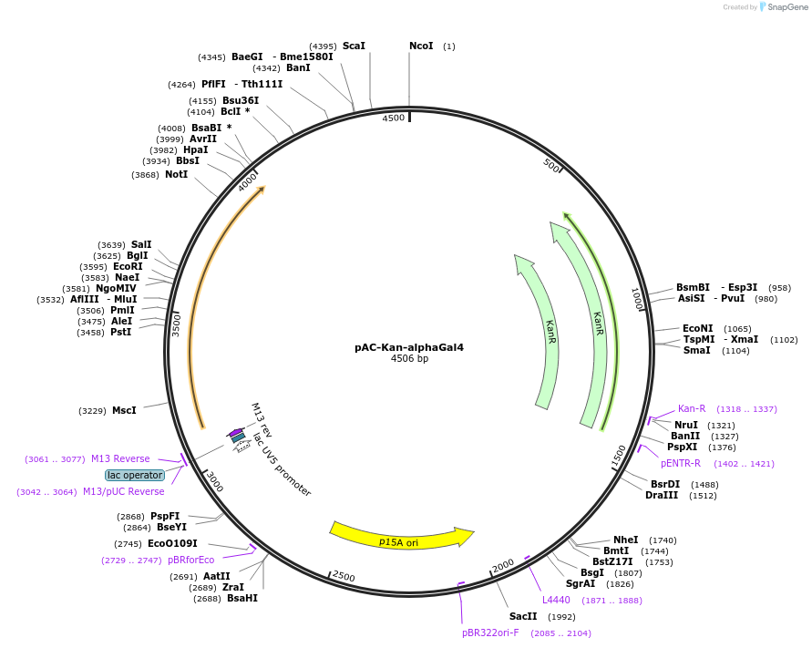 13421-plasmid-map-sequence-id-7622