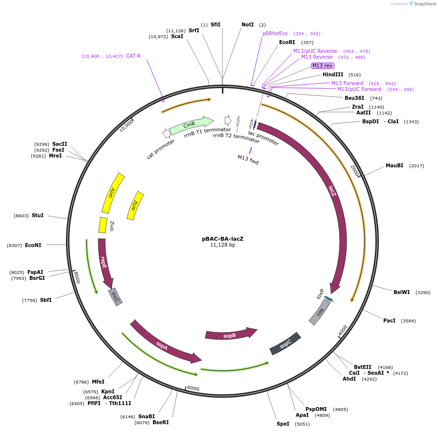 13423-plasmid-map-sequence-id-7624
