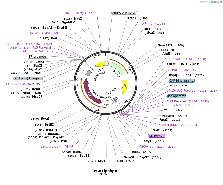 13441-plasmid-map-sequence-id-7627