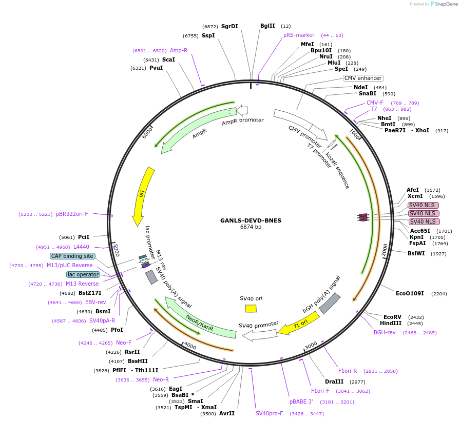 50835-plasmid-map-sequence-id-76278