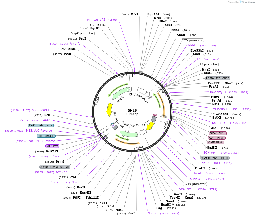 50836-plasmid-map-sequence-id-76280