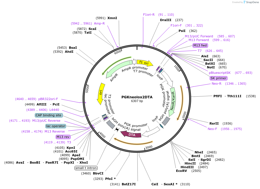 13443-plasmid-map-sequence-id-7629