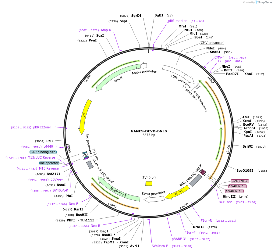 50842-plasmid-map-sequence-id-76290