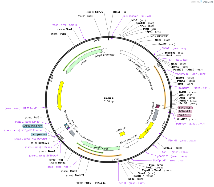 50843-plasmid-map-sequence-id-76292