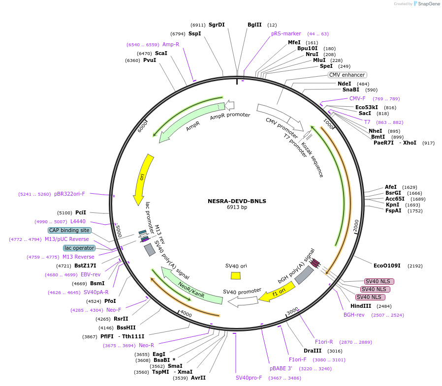 50849-plasmid-map-sequence-id-76294