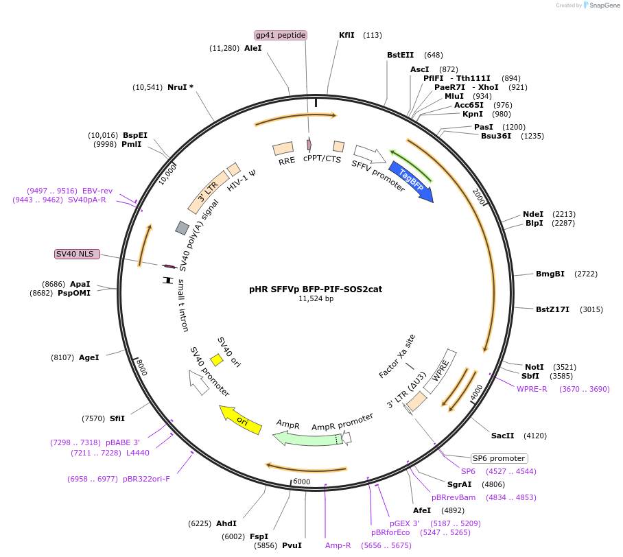 50850-plasmid-map-sequence-id-76298
