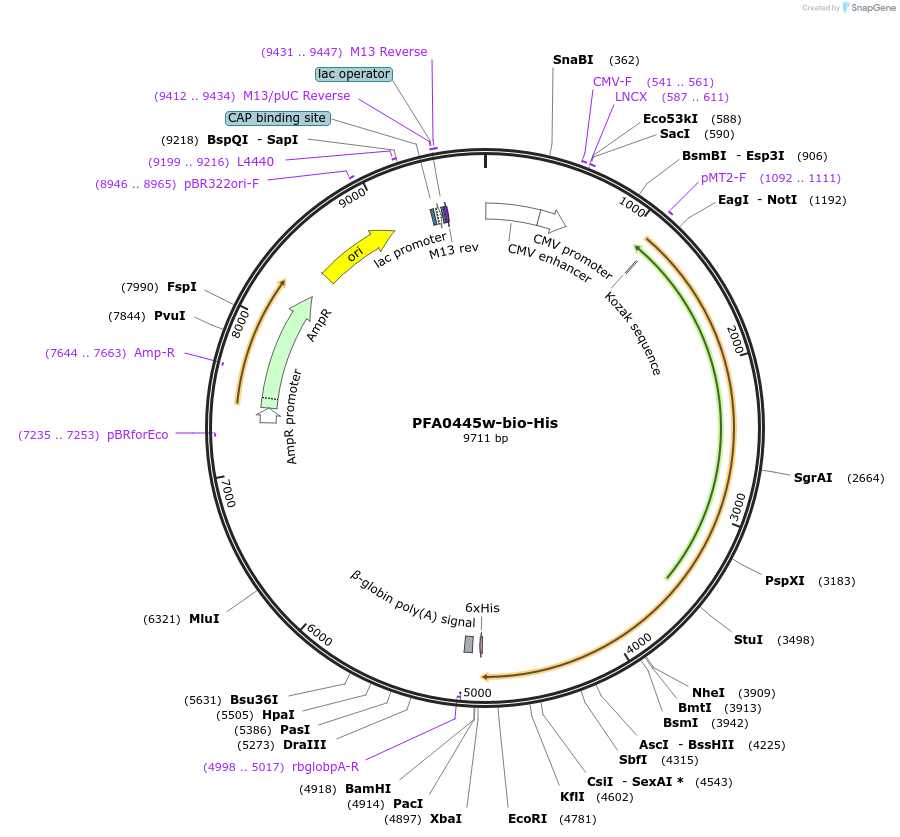 50811-plasmid-map-sequence-id-76300