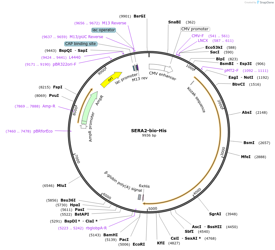 50814-plasmid-map-sequence-id-76302