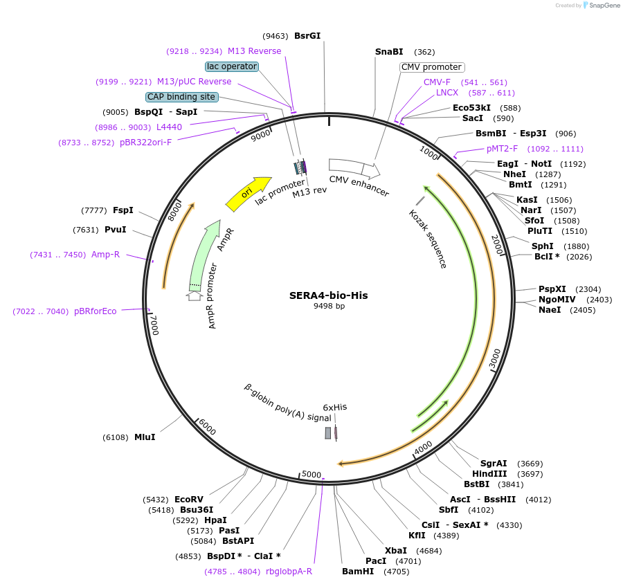 50816-plasmid-map-sequence-id-76304