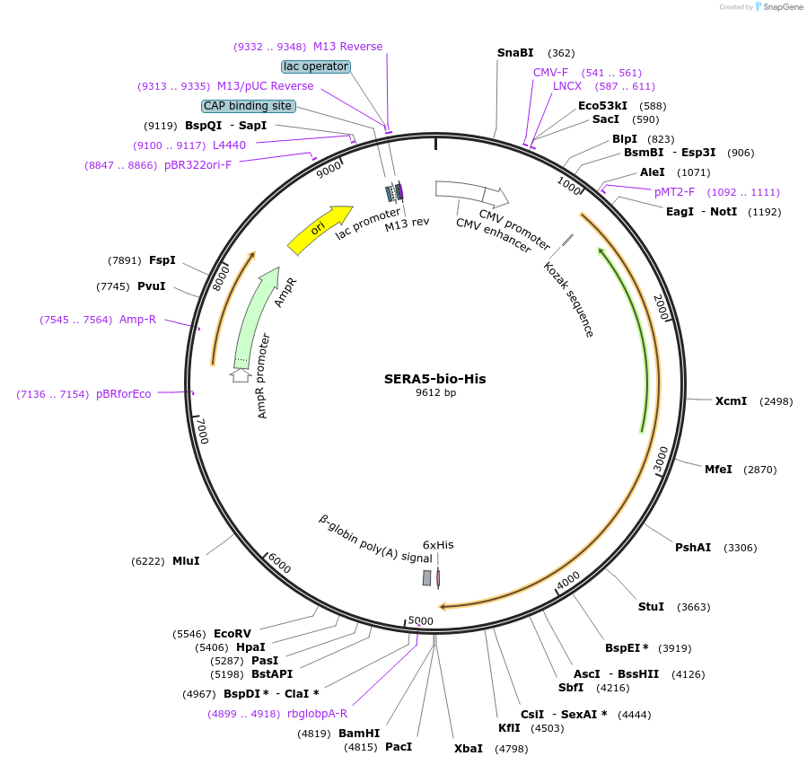 50817-plasmid-map-sequence-id-76305