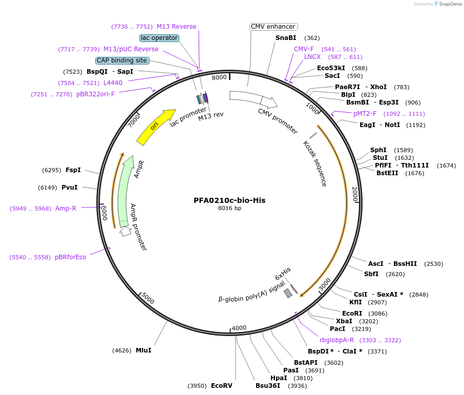 50821-plasmid-map-sequence-id-76309