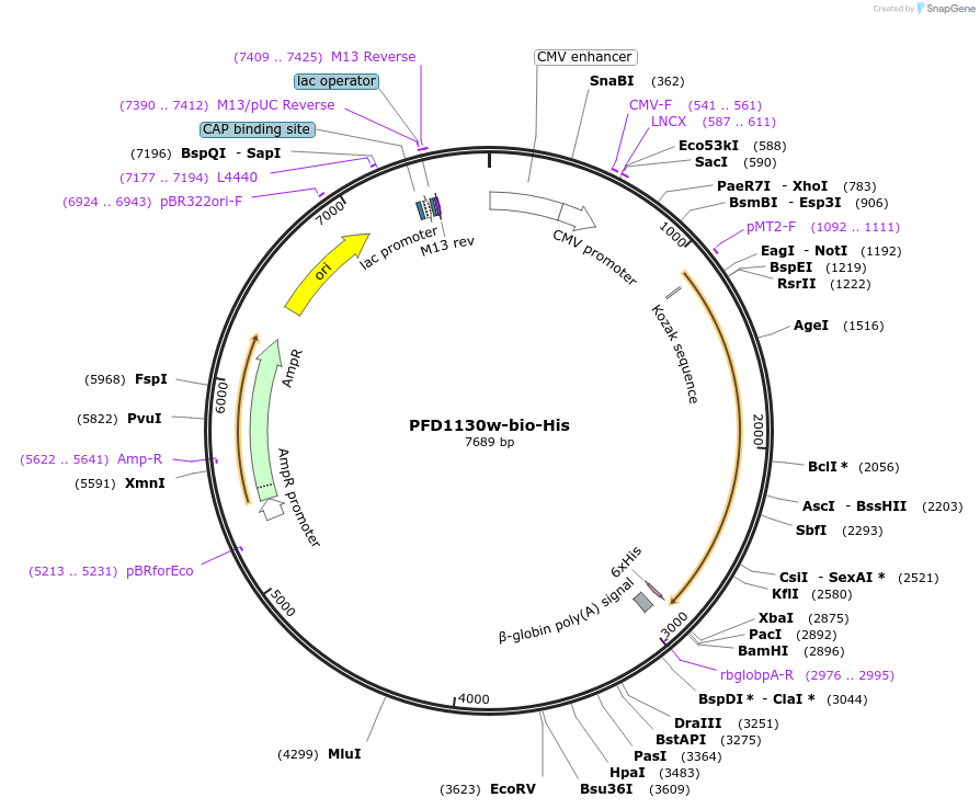 50823-plasmid-map-sequence-id-76311
