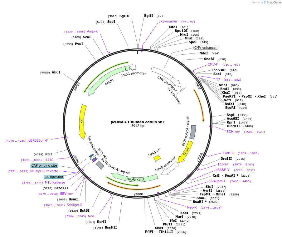 50853-plasmid-map-sequence-id-76319