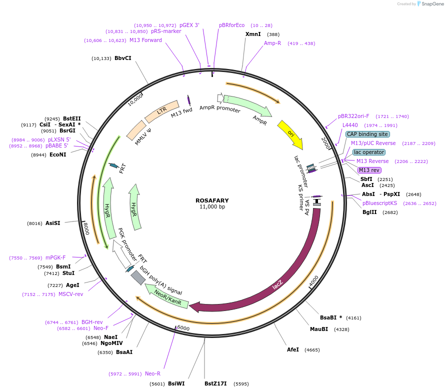 13446-plasmid-map-sequence-id-7632