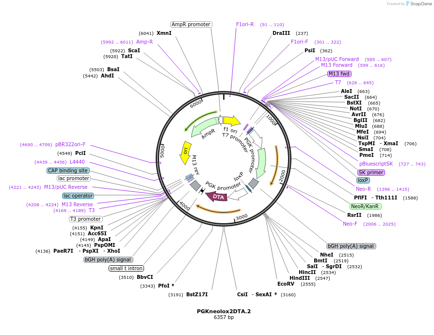 13449-plasmid-map-sequence-id-7635