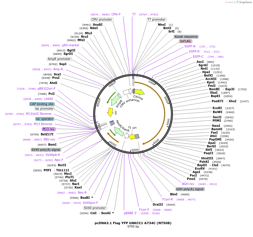 50888-plasmid-map-sequence-id-76361