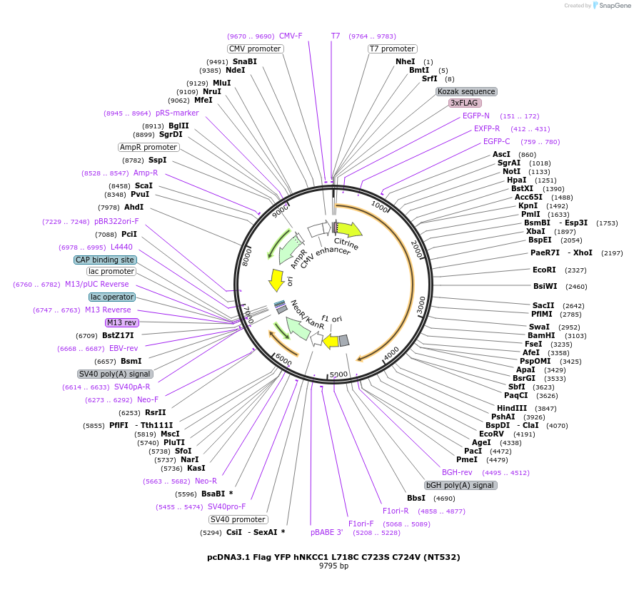 50897-plasmid-map-sequence-id-76370