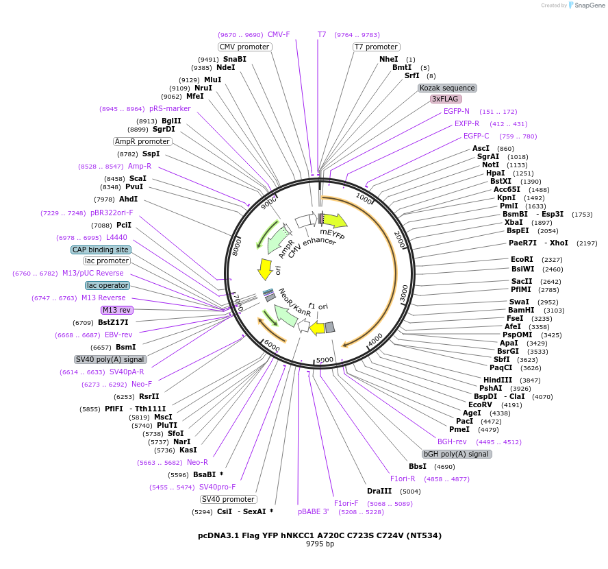 50899-plasmid-map-sequence-id-76372