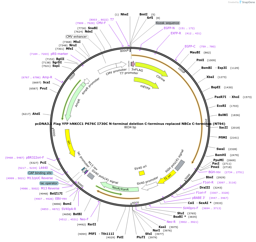 50912-plasmid-map-sequence-id-76385