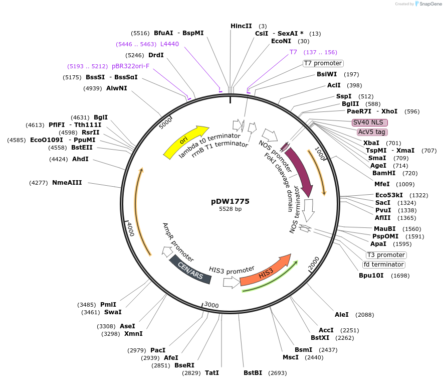 13456-plasmid-map-sequence-id-7639