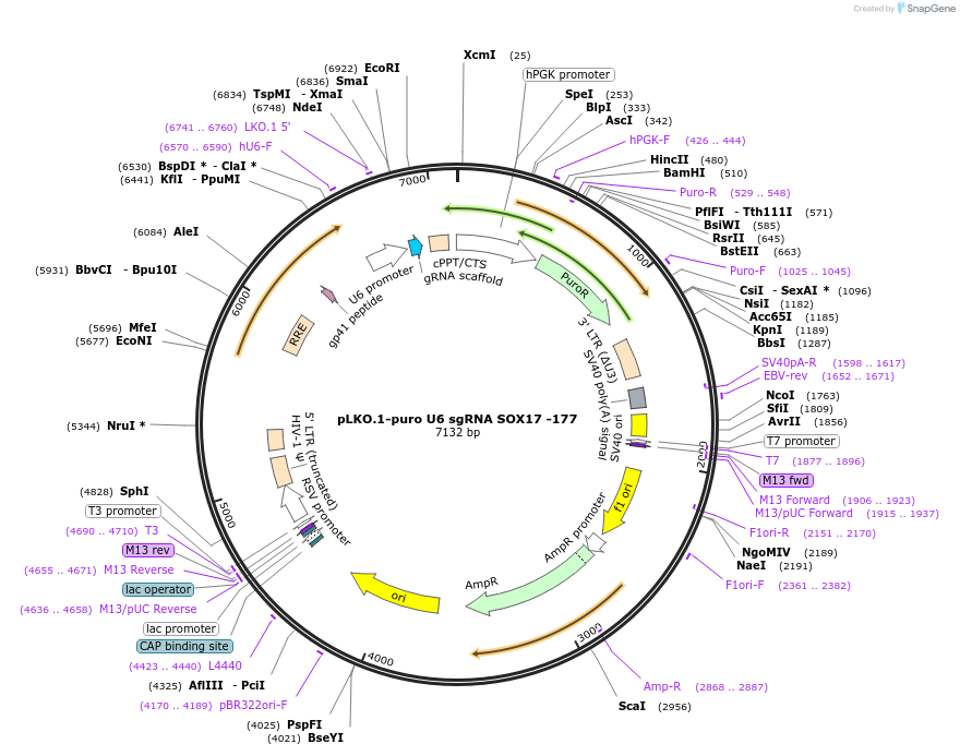 50925-plasmid-map-sequence-id-76531