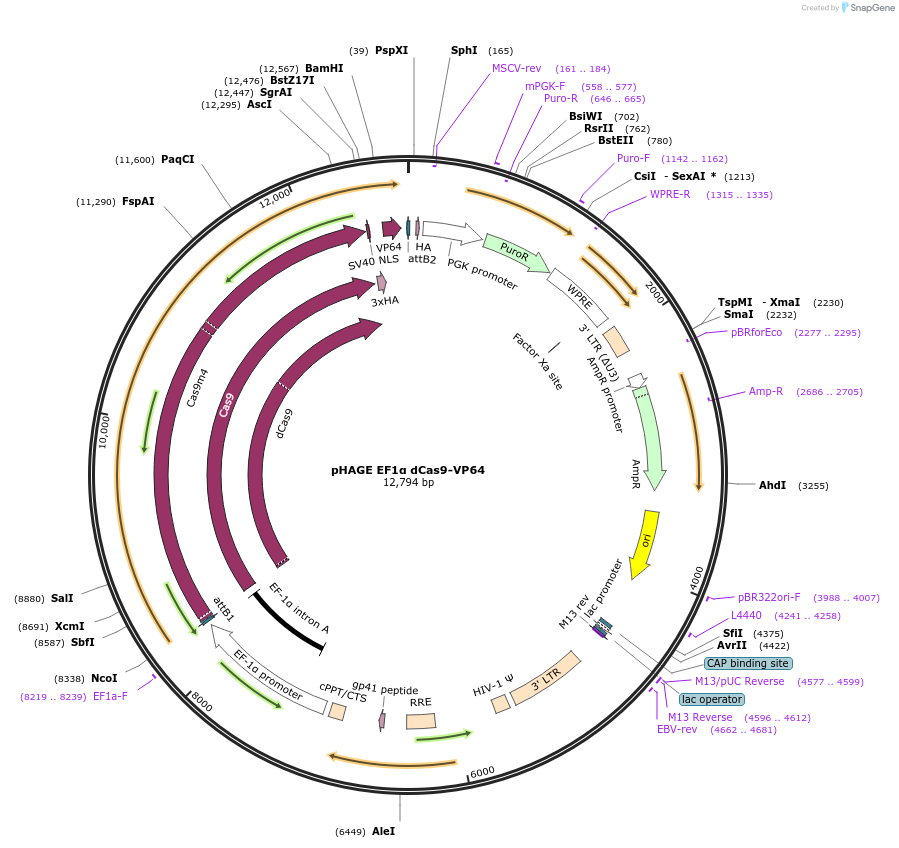 50918-plasmid-map-sequence-id-76544
