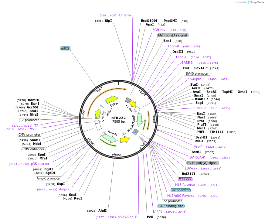 13532-plasmid-map-sequence-id-7658