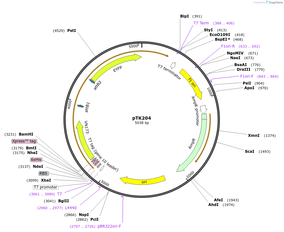 13534-plasmid-map-sequence-id-7660
