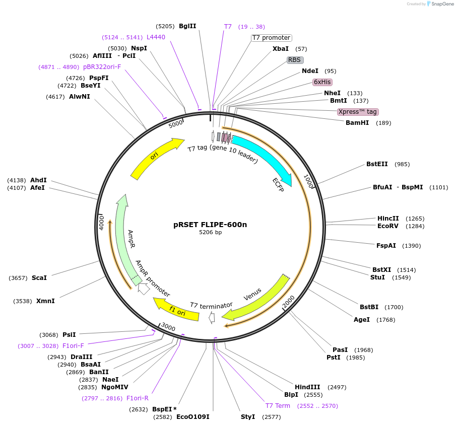 13537-plasmid-map-sequence-id-7663