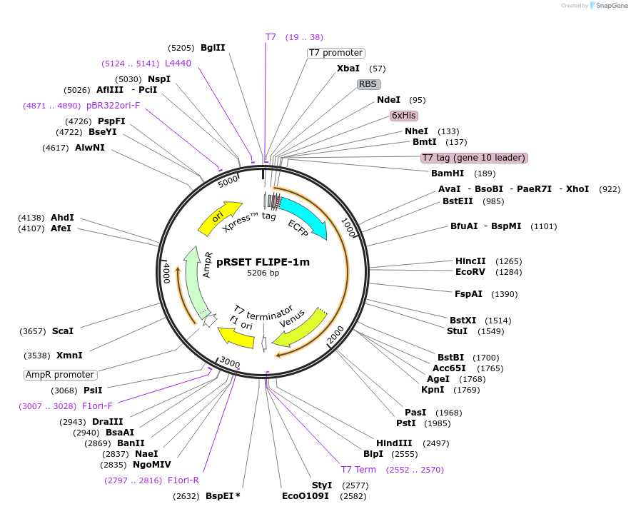 13540-plasmid-map-sequence-id-7666