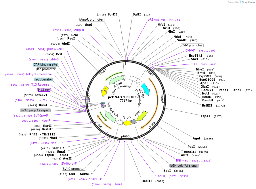 13544-plasmid-map-sequence-id-7670