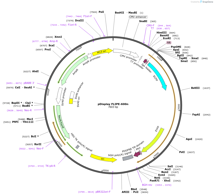 13545-plasmid-map-sequence-id-7671