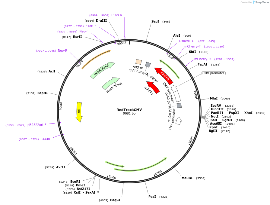 50957-plasmid-map-sequence-id-76710