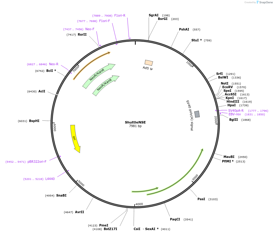 50958-plasmid-map-sequence-id-76714