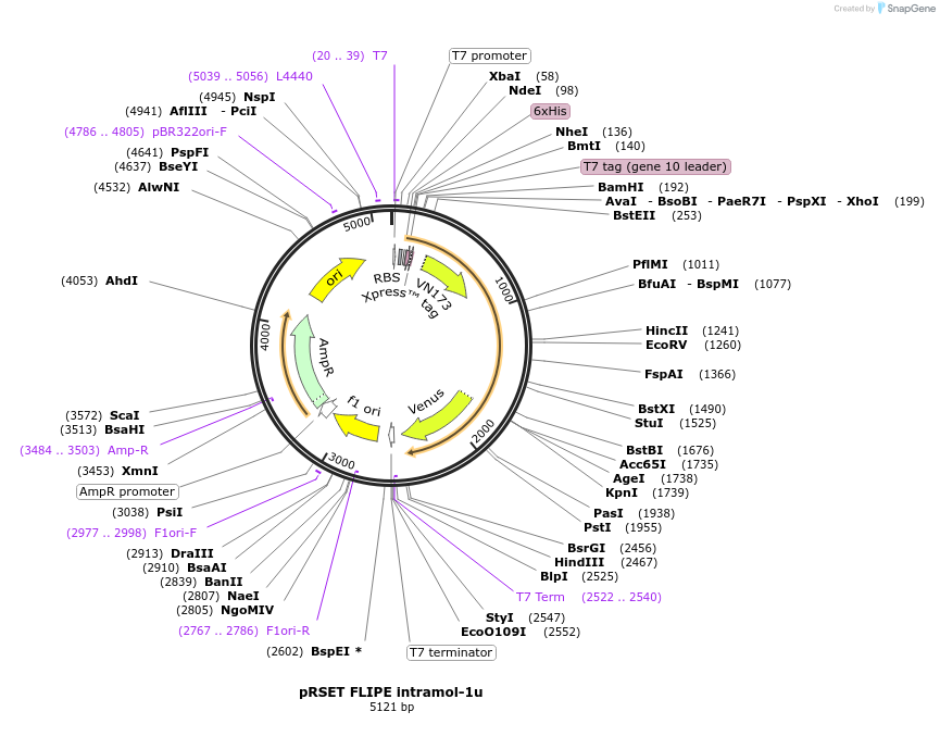 13549-plasmid-map-sequence-id-7675