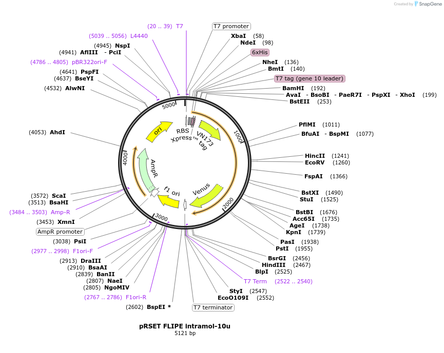 13550-plasmid-map-sequence-id-7676